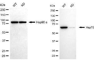 Western blotting analysis using Hsp70 antibody (ABIN7798851). (Recombinant HSP70 1A 抗体)