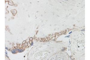 Image no. 5 for anti-Interleukin 15 (IL15) antibody (ABIN464930)