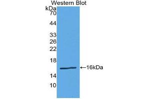 Western Blotting (WB) image for anti-Renin (REN) (AA 67-153) antibody (ABIN1860431) (Renin 抗体  (AA 67-153))