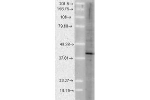 Aha1 Human Cell line Mix 10ug 1 in 1000. (AHSA1 抗体)
