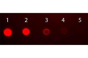 Dot Blot of Human IgA (alpha chain) Antibody Fluorescein Conjugated. (兔 anti-人 IgA (Heavy Chain) Antibody (FITC) - Preadsorbed)