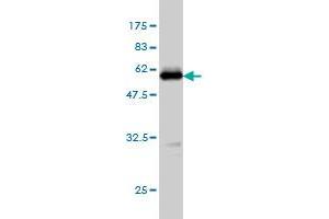 Western Blot detection against Immunogen (52. (TPMT 抗体  (AA 1-245))