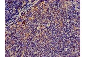 Immunohistochemistry of paraffin-embedded human lymph node tissue using ABIN7160365 at dilution of 1:100 (Musculin 抗体  (AA 3-143))