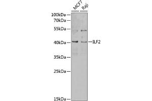 Western blot analysis of extracts of various cell lines, using ILF2 antibody (ABIN6128088, ABIN6142415, ABIN6142417 and ABIN6217271) at 1:1000 dilution. (ILF2 抗体  (AA 1-280))
