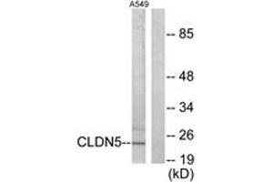 Western blot analysis of extracts from A549 cells, using Claudin 5 Antibody. (Claudin 5 抗体  (AA 169-218))