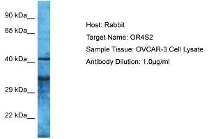 Western Blotting (WB) image for anti-Olfactory Receptor, Family 4, Subfamily S, Member 2 (OR4S2) (C-Term) antibody (ABIN2791351)