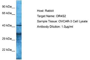 Host: Rabbit Target Name: OR4S2 Sample Type: OVCAR-3 Whole Cell lysates Antibody Dilution: 1. (OR4S2 抗体  (C-Term))