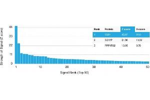 Analysis of Protein Array containing more than 19,000 full-length human proteins using Estrogen Receptor, alpha Mouse Monoclonal Antibody (ER506). (Estrogen Receptor alpha 抗体  (AA 2-185))