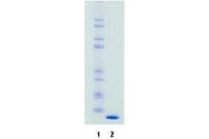 SDS-PAGE (SDS) image for Rabbit IgG isotype control (ABIN5633245)