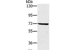 Western Blot analysis of Hela cell using NUP85 Polyclonal Antibody at dilution of 1:300 (NUP85 抗体)