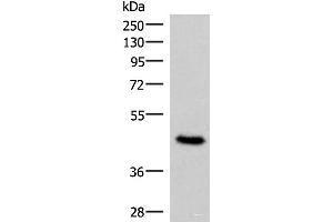 Western blot analysis of 293T cell lysate using COPS3 Polyclonal Antibody at dilution of 1:450 (COPS3 抗体)