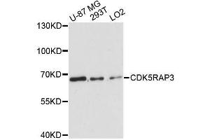 Western blot analysis of extracts of various cell lines, using CDK5RAP3 antibody. (CDK5RAP3 抗体  (AA 1-300))