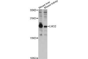 Western blot analysis of extracts of various cell lines, using LMO2 antibody (ABIN6293053) at 1:3000 dilution. (LMO2 抗体)