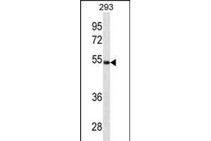 LGMN Antibody (N-term) (ABIN1881495 and ABIN2838891) western blot analysis in 293 cell line lysates (35 μg/lane). (LGMN 抗体  (N-Term))