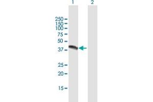 Western Blot analysis of NR1I3 expression in transfected 293T cell line by NR1I3 MaxPab polyclonal antibody. (NR1I3 抗体  (AA 1-352))