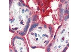 IHC analysis of FFPE human placenta tissue stained with APOA1 antibody (APOA1 抗体  (AA 10-37))