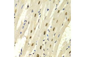 Immunohistochemistry (IHC) image for anti-Karyopherin (Importin) alpha 4 (KPNA4) (AA 1-240) antibody (ABIN3015855)