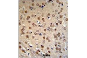 WTX Antibody (Center) (ABIN390467 and ABIN2840835) IHC analysis in formalin fixed and paraffin embedded mouse brain tissue followed by peroxidase conjugation of the secondary antibody and DAB staining. (WTX 抗体  (AA 681-708))