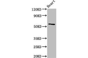 Western Blot Positive WB detected in: Rat heart tissue All lanes: CYP2A6 antibody at 3 μg/mL Secondary Goat polyclonal to rabbit IgG at 1/50000 dilution Predicted band size: 57 kDa Observed band size: 57 kDa (CYP2A6 抗体  (AA 86-267))