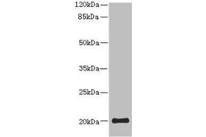 Western blot All lanes: PPP3R2 antibody at 9. (Calcineurin B 抗体  (AA 1-170))