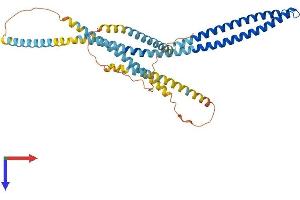 Coiled-Coil Domain Containing 51 (CCDC51) (AA 1-411) protein (His tag)