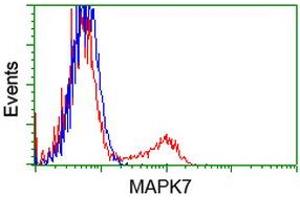 HEK293T cells transfected with either RC203506 overexpress plasmid (Red) or empty vector control plasmid (Blue) were immunostained by anti-MAPK7 antibody (ABIN2454019), and then analyzed by flow cytometry. (MAPK7 抗体)