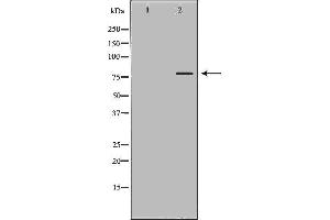 Western blot analysis of extracts of HeLa , using OCT1 antibody. (POU2F1 抗体  (Internal Region))
