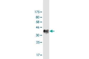 Western Blot detection against Immunogen (34. (OSBP 抗体  (AA 324-407))
