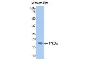 Western Blotting (WB) image for anti-Cytochrome P450, Family 2, Subfamily E, Polypeptide 1 (CYP2E1) (AA 378-493) antibody (ABIN1077692)