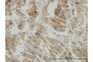 Immunoperoxidase of monoclonal antibody to COX17 on formalin-fixed paraffin-embedded human heart. (COX17 抗体  (AA 1-63))