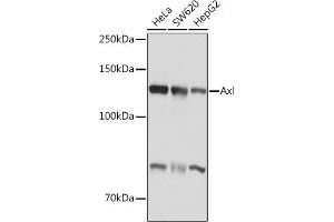 Western blot analysis of extracts of various cell lines, using Axl antibody (ABIN7265804) at 1:1000 dilution.