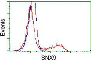 Image no. 3 for anti-Sorting Nexin 9 (SNX9) antibody (ABIN1501046) (SNX9 抗体)