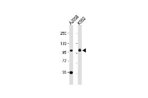 All lanes : Anti-COPG Antibody (C-term) at 1:1000 dilution Lane 1:  whole cell lysate Lane 2: K562 whole cell lysate Lysates/proteins at 20 μg per lane. (COPG 抗体  (C-Term))