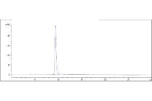 The purity of Anti-Siglec-2 / CD22 Reference Antibody (NCI m971) is 100 % , determined by SEC-HPLC.