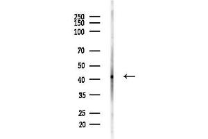 Western blot analysis of lysates from Mouse testis, using XBP1 Antibody at 1/1000 dilution.
