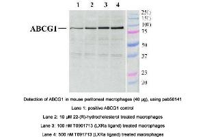 Image no. 2 for anti-ATP-Binding Cassette, Sub-Family G (WHITE), Member 1 (ABCG1) (AA 300-400), (Internal Region) antibody (ABIN363450) (ABCG1 抗体  (Internal Region))