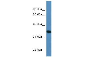 Western Blot showing Upp2 antibody used at a concentration of 1. (UPP2 抗体  (C-Term))