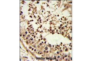 Formalin-fixed and paraffin-embedded human testis tissue reacted with TBP Antibody , which was peroxidase-conjugated to the secondary antibody, followed by DAB staining. (TBP 抗体  (AA 210-239))