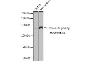 Western Blotting (WB) image for anti-Insulin-Degrading Enzyme (IDE) (AA 1-250) antibody (ABIN3022285)