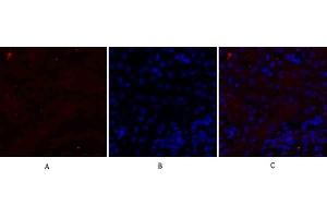 Immunofluorescence analysis of mouse kidney tissue. (N-Cadherin 抗体  (AA 690-770))