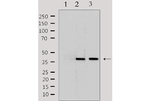 Western blot analysis of extracts from various samples, using LRG1 Antibody. (LRG1 抗体  (C-Term))