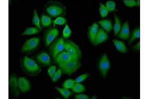 Immunofluorescence staining of A549 cells with ABIN7163609 at 1:200, counter-stained with DAPI. (PAFAH1B3 抗体  (AA 103-187))