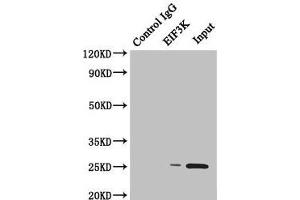 Western Blotting (WB) image for anti-Eukaryotic Translation Initiation Factor 3 Subunit K (EIF3K) (AA 1-218) antibody (ABIN7152170)