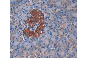 Used in DAB staining on fromalin fixed paraffin- embedded pancreas tissue (UPP1 抗体  (AA 45-235))