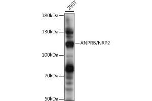 Western blot analysis of extracts of 293T cells, using ANPRB/NRP2 antibody (ABIN7268832) at 1:1000 dilution. (NPR2 抗体  (AA 130-320))