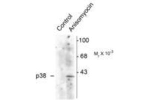 Image no. 1 for anti-Mitogen-Activated Protein Kinase 14 (MAPK14) (pThr180), (Tyr182) antibody (ABIN227260) (MAPK14 抗体  (pThr180, Tyr182))