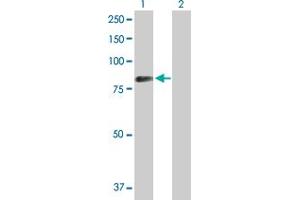 Western Blot analysis of SYK expression in transfected 293T cell line by SYK MaxPab polyclonal antibody. (SYK 抗体  (AA 1-635))