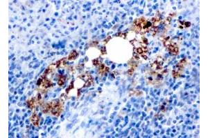 ABIN6383827 to TRAP/ACP5 was successfully used to stain macrophages in human spleen sections.