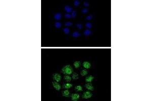 Immunofluorescence (IF) image for anti-Kruppel-Like Factor 11 (KLF11) antibody (ABIN3002716) (KLF11 抗体)