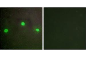 Peptide - +Immunofluorescence analysis of A549 cells, using ATRX antibody. (ATRX 抗体  (N-Term))